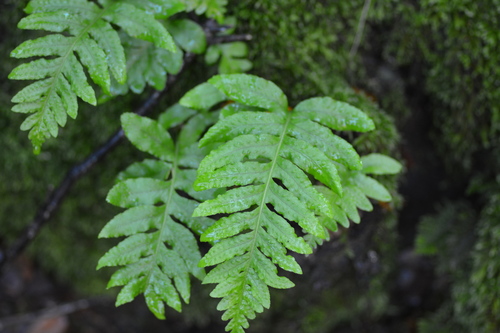 iNaturalist observation photo of polypody ferns