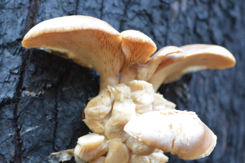 iNaturalist observation photo of Oyster Mushroom