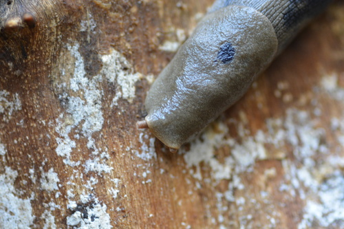 iNaturalist observation photo of Button's Banana Slug