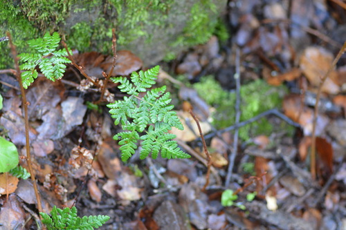 iNaturalist observation photo of goldback fern