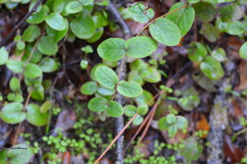 iNaturalist observation photo of Pink Honeysuckle
