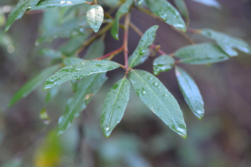 iNaturalist observation photo of coffeeberry