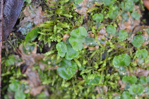 iNaturalist observation photo of Crescent-cup liverwort