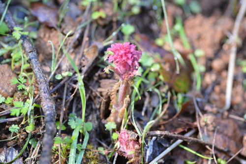 iNaturalist observation photo of Warrior's Plume