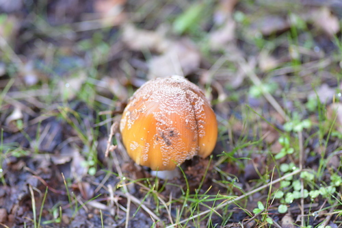 iNaturalist observation photo of Common Gilled Mushrooms and Allies