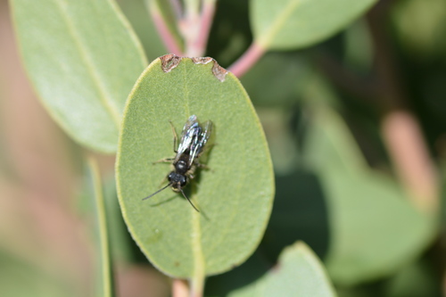 iNaturalist observation photo of Mining Bees