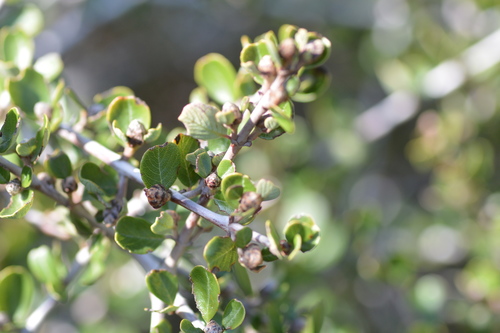 iNaturalist observation photo of Buckbrush