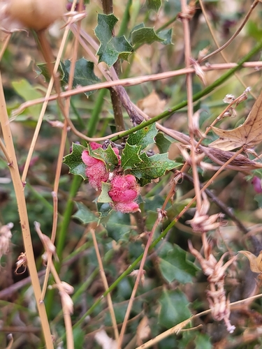 iNaturalist observation photo of Crystalline Gall Wasp