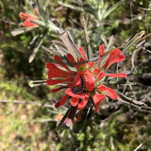 iNaturalist observation photo of Paintbrushes