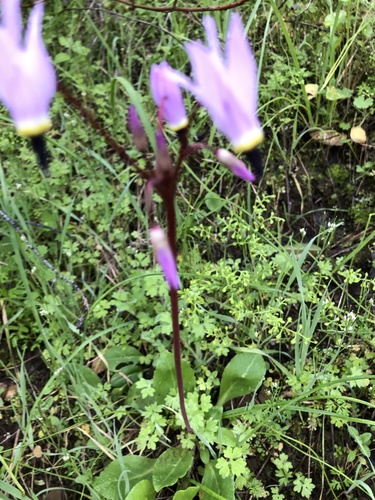iNaturalist observation photo of Henderson's shooting star