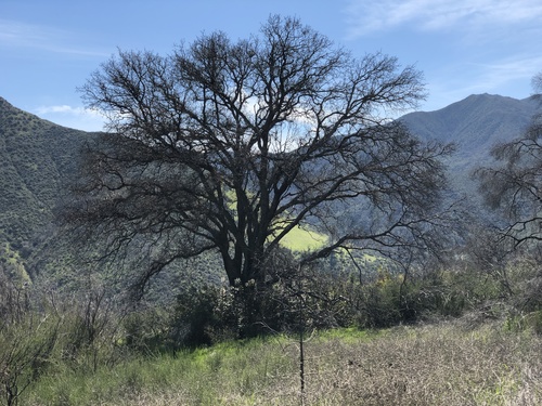 iNaturalist observation photo of valley oak