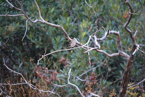 iNaturalist observation photo of Hermit Thrush