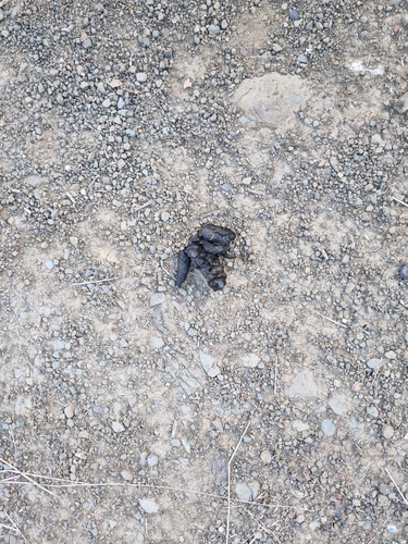 iNaturalist observation photo of Placental Mammals