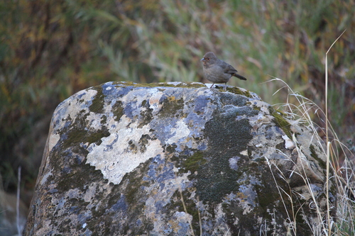 iNaturalist observation photo of California Towhee