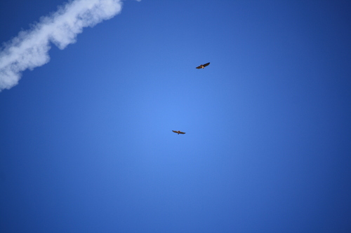 iNaturalist observation photo of Red-tailed Hawk
