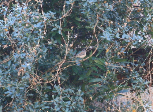iNaturalist observation photo of Dark-eyed Junco