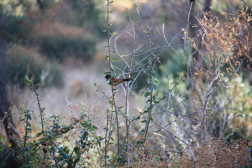 iNaturalist observation photo of Spotted Towhee