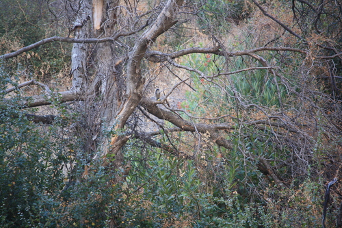 iNaturalist observation photo of California Scrub-Jay