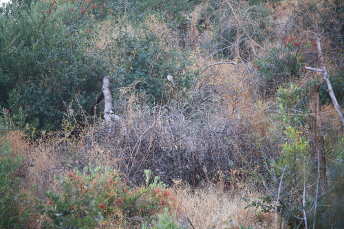iNaturalist observation photo of California Scrub-Jay