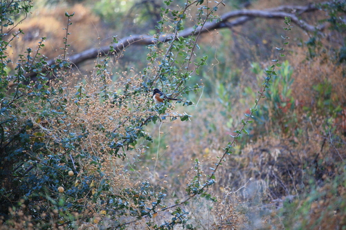 iNaturalist observation photo of Spotted Towhee