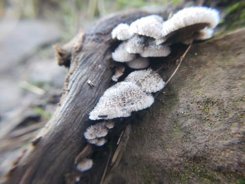 iNaturalist observation photo of splitgill mushroom