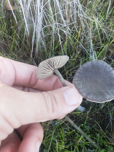 iNaturalist observation photo of Pinkgills
