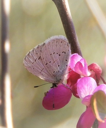 iNaturalist observation photo of Echo Azure