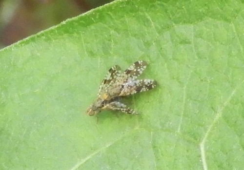 iNaturalist observation photo of Sunflower Seed Maggot