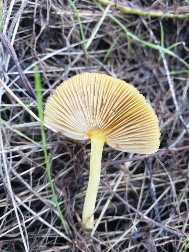 iNaturalist observation photo of yellow fieldcap