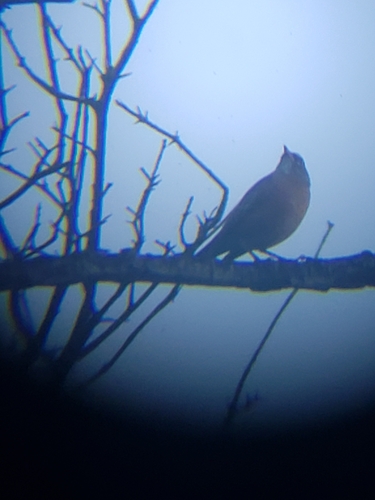 iNaturalist observation photo of American Robin