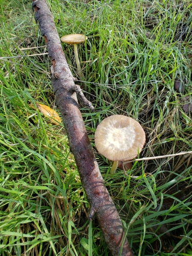 iNaturalist observation photo of yellow fieldcap