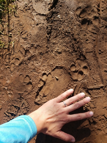 iNaturalist observation photo of Canids