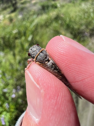 iNaturalist observation photo of Platypedia usingeri
