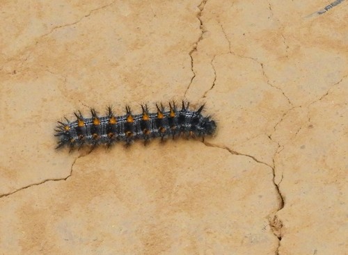 iNaturalist observation photo of Checkerspots, Anglewings, Peacocks, and Allies