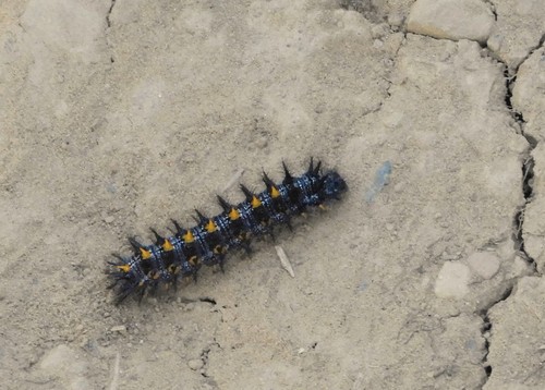 iNaturalist observation photo of Checkerspots