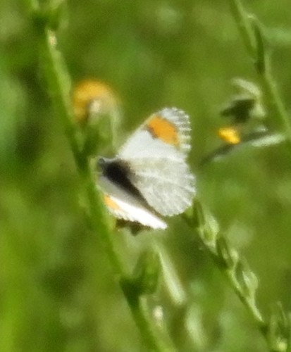 iNaturalist observation photo of Sara Orangetip