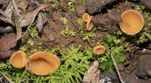 iNaturalist observation photo of Stalked Bonfire Cup