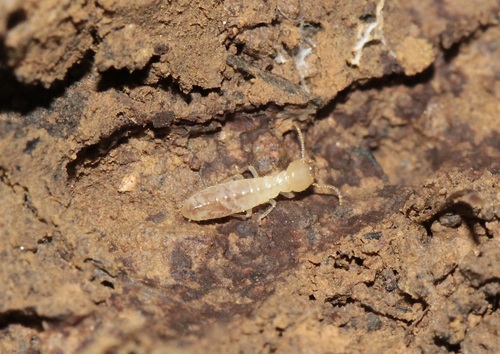iNaturalist observation photo of Western Subterranean Termite