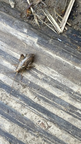 iNaturalist observation photo of Arboreal Camel Cricket