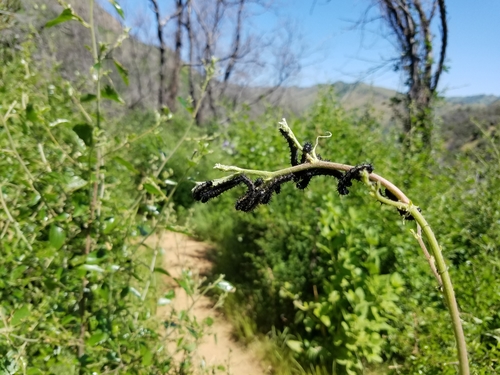 iNaturalist observation photo of Brush-footed Butterflies