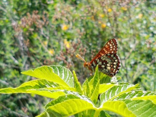 iNaturalist observation photo of Variable Checkerspot