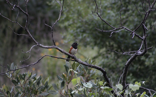 iNaturalist observation photo of Spotted Towhee