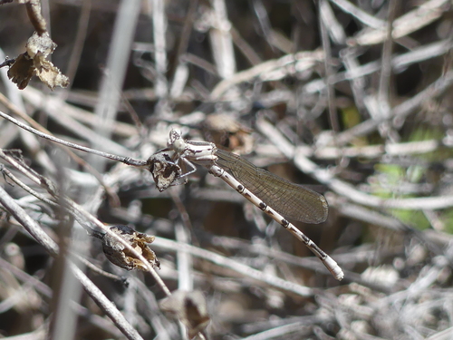 iNaturalist observation photo of Vivid Dancer