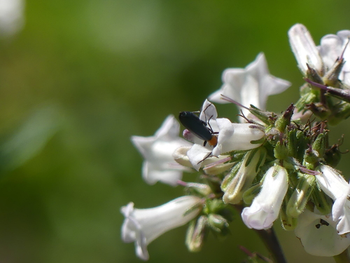 iNaturalist observation photo of Beetles