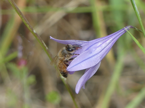iNaturalist observation photo of Western Honey Bee
