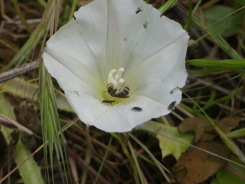 iNaturalist observation photo of Tripartite Sweat Bee