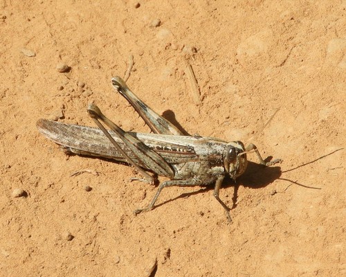 iNaturalist observation photo of Gray Bird Grasshopper