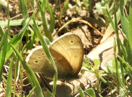 iNaturalist observation photo of California Ringlet
