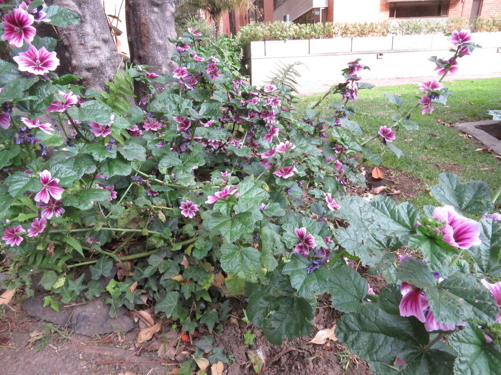 Malva Malva Silvestre Plantas Prioritarias Y Recomendaciones Para Jardines Biodiversos En Bogota D C Naturalistaco