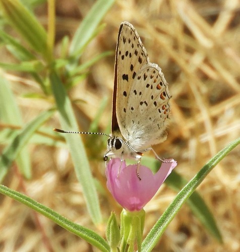 iNaturalist observation photo of Gorgon Copper